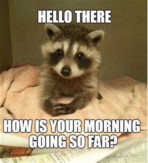 Good morning! | Funny animal pictures, Funny animals, Funny animal memes