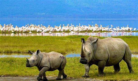 1 Day Lake Nakuru Safari – Diani Holidays and Safaris