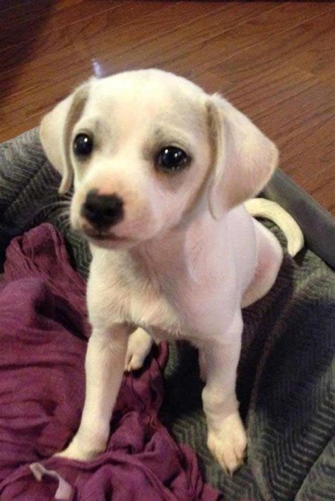 22 best images about Chihuahua and beagles on Pinterest | Chihuahuas, Who am i and Cute pets