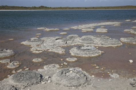 sunnyrain: Stromatolites and Thrombolites