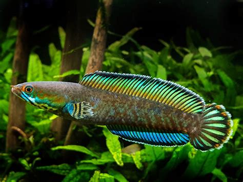 Blue Rainbow Snakehead (Channa Andrao) - a photo on Flickriver