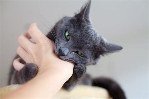 Cat Behavior Articles - Feline Behavior Solutions