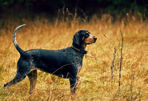 Here Are the 10 Best Hunting Dog Breeds