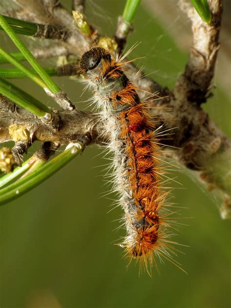 Top 14 Poisonous Caterpillars in the World - Animal Hype