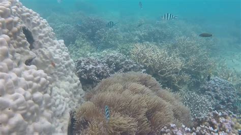 Fun snorkeling at KAPAS ISLAND,MarangTerengganu - YouTube