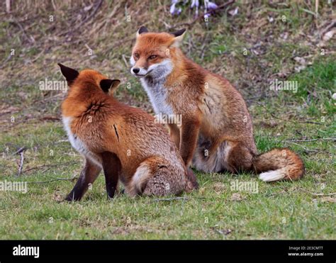 European Red Foxes (vulpes vulpes Stock Photo - Alamy