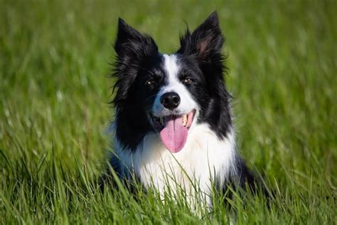 ALL ABOUT DOG BREEDS: COLLIE - My Doggy Thing