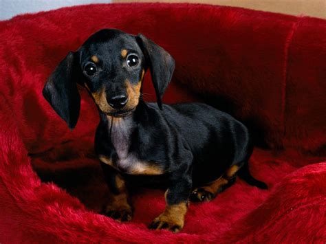 Wiener Dog Wallpapers - Wallpaper Cave