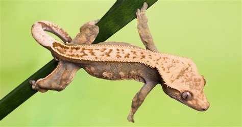 The Crested Gecko Care Guide — Mother Nature