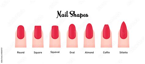 Various nail shapes vector illustration set Stock Vector | Adobe Stock