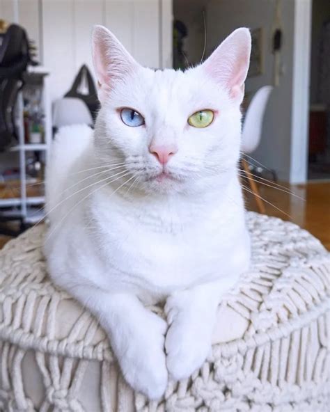 Heterochromia In Cats (Cats With Different Colored Eyes) - Cats.com