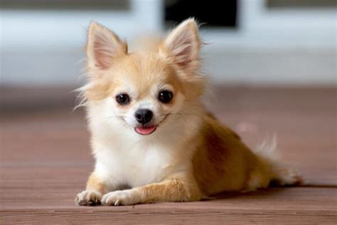 Chihuahua Puppies For Sale In Jaipur | Long Hair Chihuahua Puppy Price In Jaipur