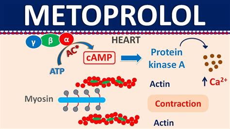 Metoprolol - Mechanism, side effects, precautions & uses - YouTube