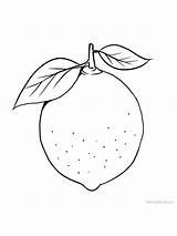 Citrus Fruit Coloring Pages  Richard McNarys sketch template