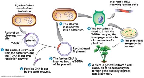 agrobacterium as a gene vector | Science notes, Biology notes, Plant cell