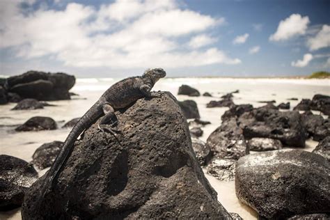 GALAPAGOS - Ocearch Expedition - Marine Lifestyle Photography - Robert ...