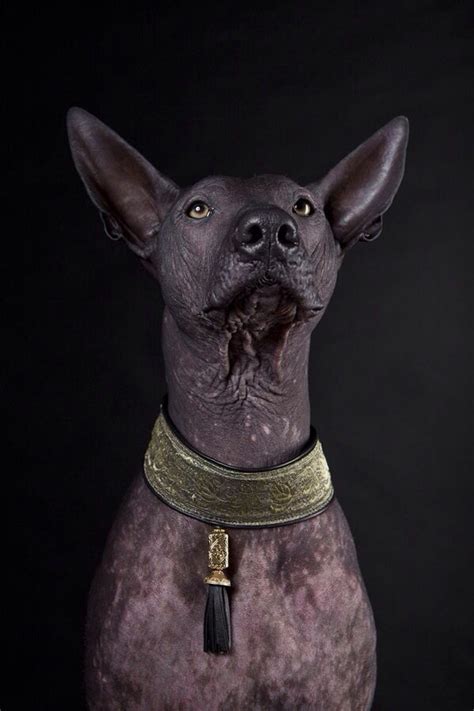 Xoloitzcuintle: historia del perro y joya azteca