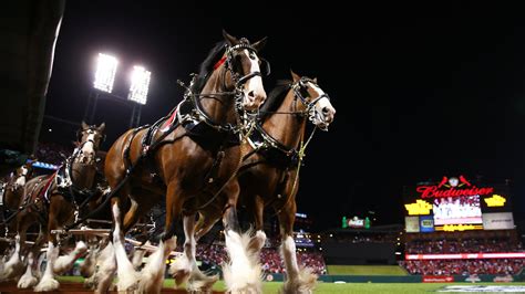 Photo Op with Budweiser Clydesdales available at this year’s Johnson City Christmas tree ...