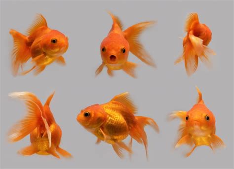 How to Take Care of Goldfish | PetMD