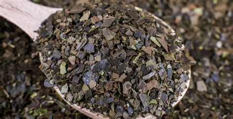 Guayusa Tea Benefits, Side Effects and How to Brew - Dr. Axe