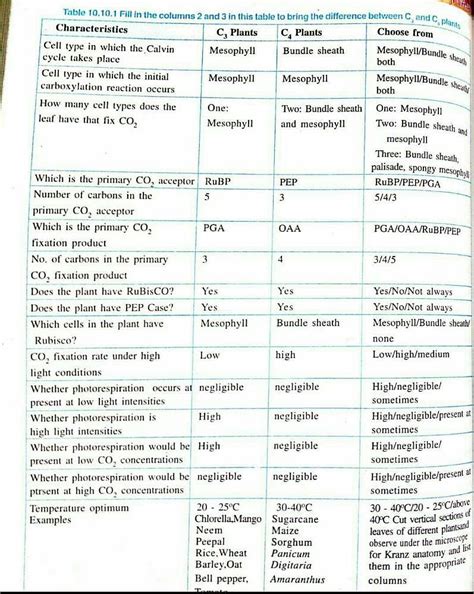 Difference Between C3 And C4 Plants