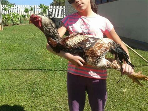 This is the biggest chicken I've ever seen! | Beautiful chickens, Chicken breeds, Pet chickens