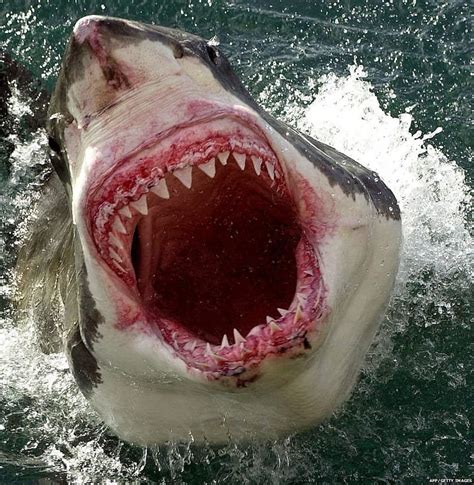 PsBattle: Great White Shark Mouth : photoshopbattles