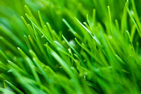 Green Grass – Romain Guy