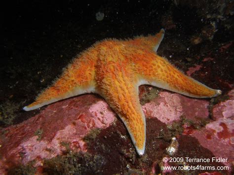 China Creek, just south of Port Alberni: Scuba Diving Pictures