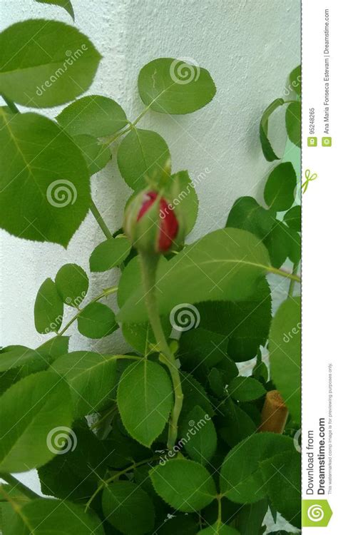 Rosebud Stock Photo - Image: 95248265