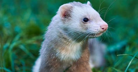 Cinnamon Ferret Pictures - AZ Animals