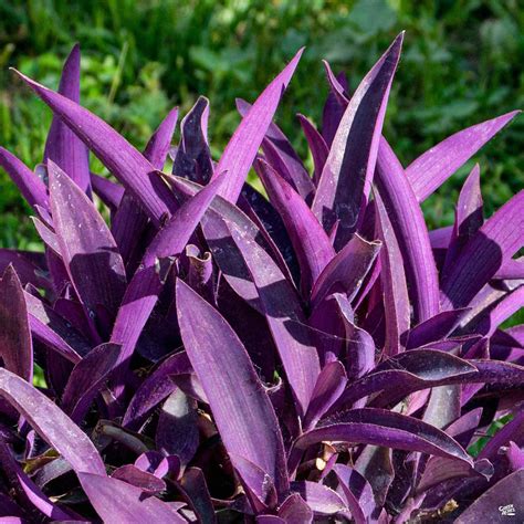 Purple Heart — Green Acres Nursery & Supply