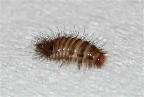 carpet beetle larvae identification | www.stkittsvilla.com