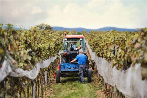 Understanding the Ins & Outs of ‘Wine Harvest’ Season - Lake Chelan ...