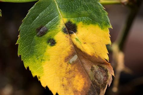 2 Ways To Treat Rust Spots On Indoor Plants » Simplify Plants