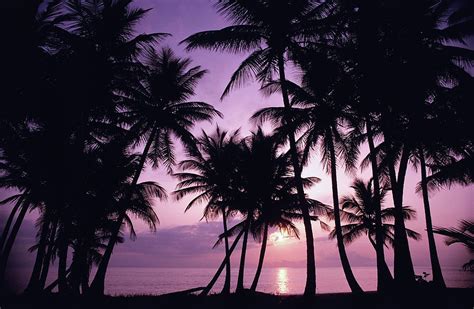 Silhouette Of Palm Trees On The Beach Photograph by Dreampictures ...