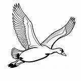 Flying goose coloring Page Lulu Pages sketch template