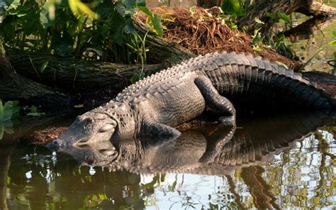 Alligators | Gatorland | Orlando Florida Family Adventure Theme Park