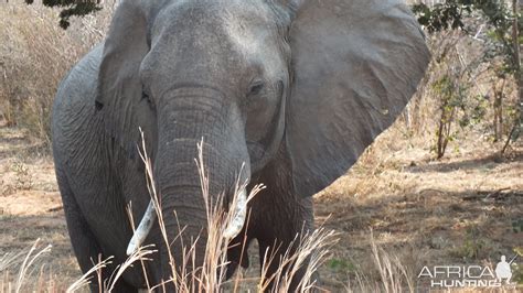 Benefits To Elephant Conservation From Safari Hunting | AfricaHunting.com