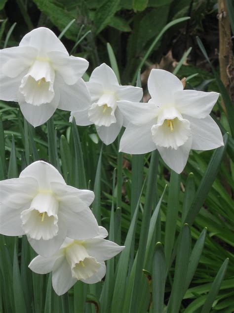 Gorgeous white daffodils | Daffodil flower, Daffodils, Exotic flowers