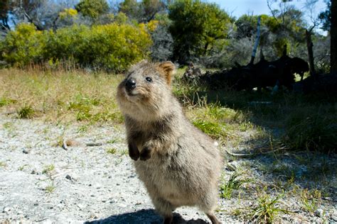 10 weird and wonderful animals native to Australia | Deakin Navigator