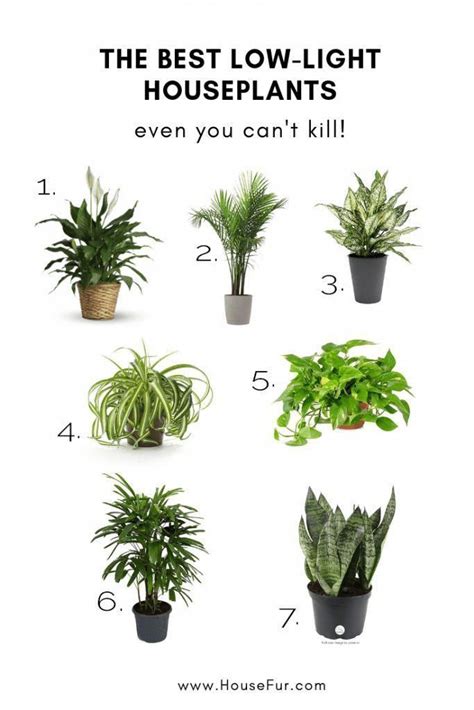 The Best Low-Light Houseplants You Cant Kill | House Fur # ...