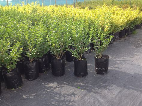 Green Privet Hedging Plants 10L Pot | Hedging UK