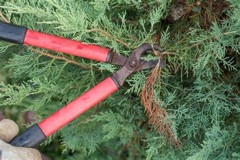 How to Trim Juniper Shrubs | Hunker | Juniper shrub, How to trim bushes ...