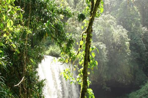 Sheka Forest – Ethiopia – Sacred Land