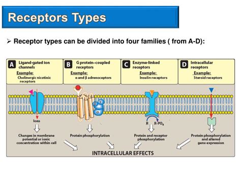 PPT - Pharmacology BMS 242 PowerPoint Presentation, free download - ID ...