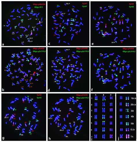 Sequential FISH probes Oligo-B11 + Oligo-pDb12H (a), Oligo-pSc119.2 +... | Download Scientific ...