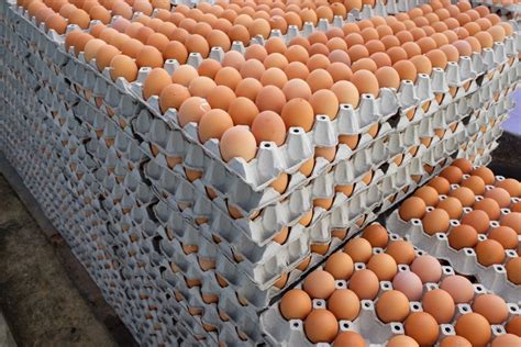 Egg consumption booming - Australian Eggs