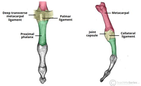 The Metacarpophalangeal Joint - Ligaments - TeachMeAnatomy