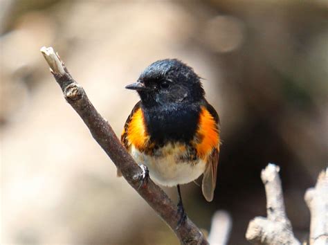 NATURE NOTES: WARBLERS WE HAVE SEEN THUS FAR THIS YEAR